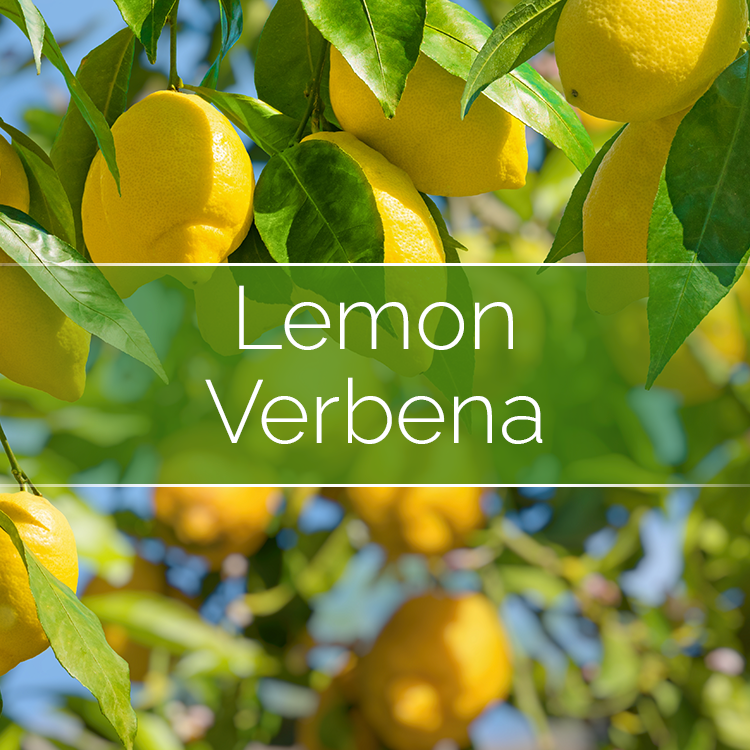 Phoenix Wick – wholesale DIY craft kit – Lemon Verbena - Candle-Making Kit3