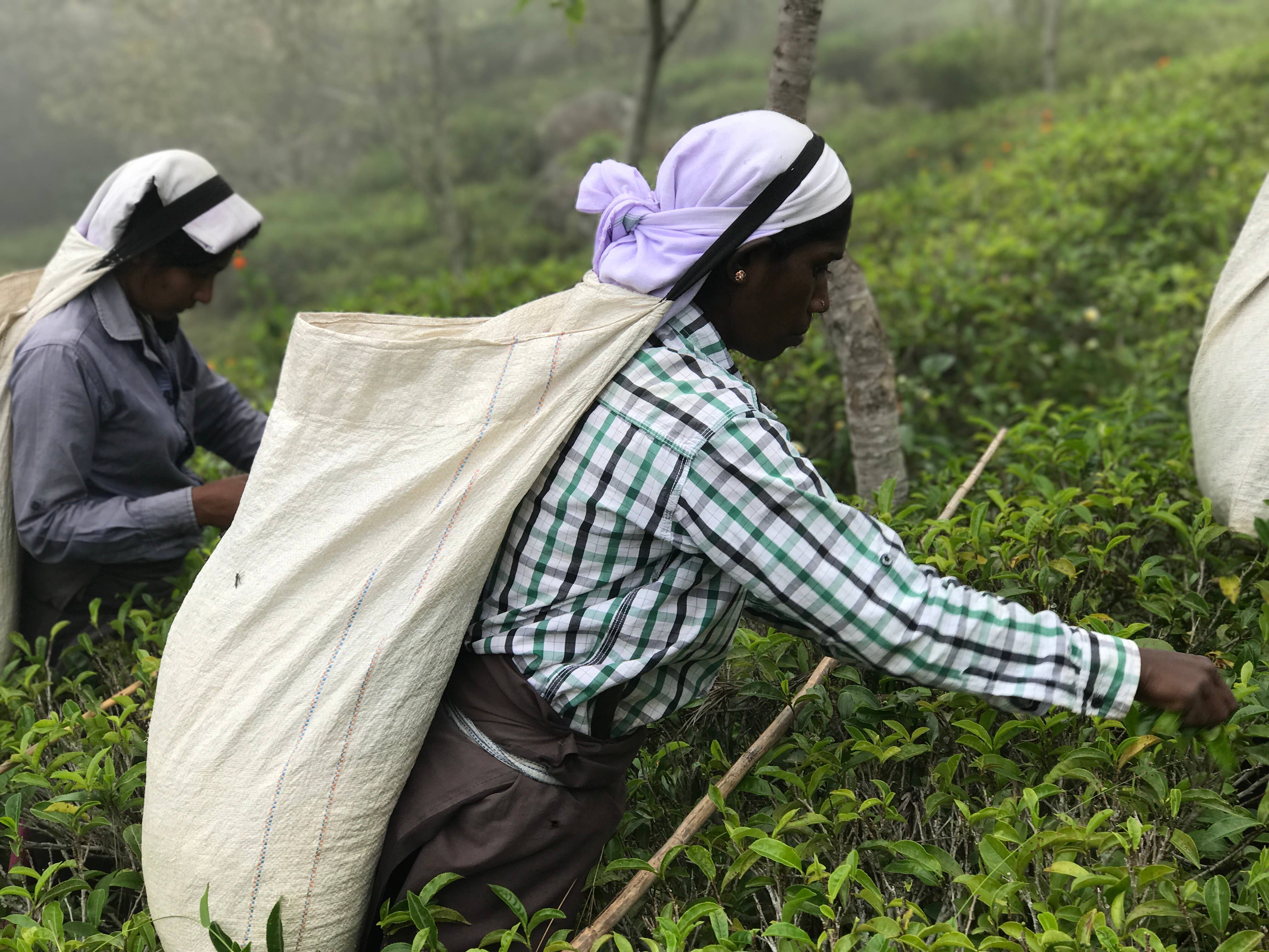 TEAmwork Tea - Wholesale Loose Tea - Funky Fruit Rooibos 15x Pyramid Bags3
