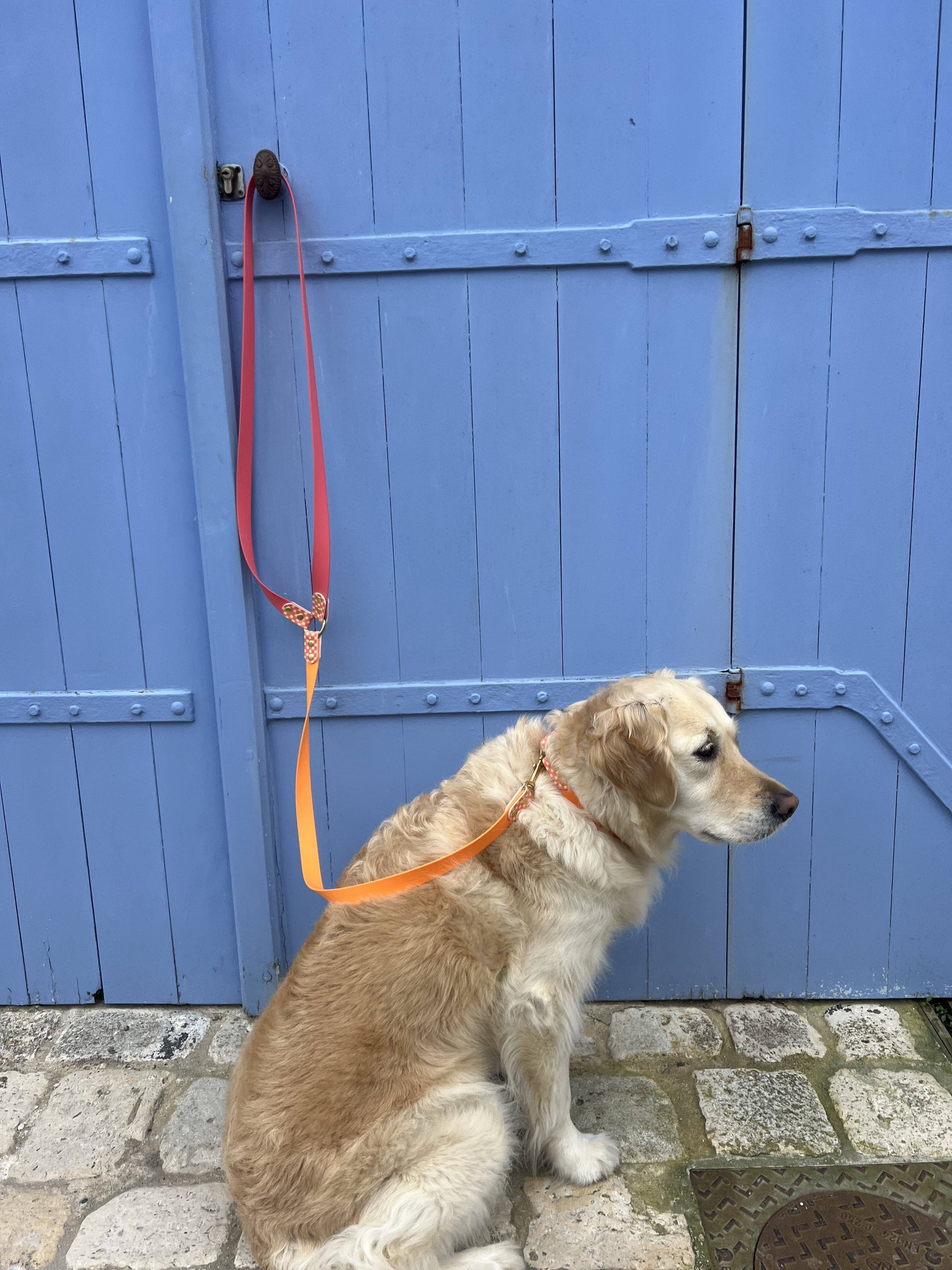 Splash By Happy - Wholesale Pet Collar - Dog - 🌼 Happy Flower 🌼15