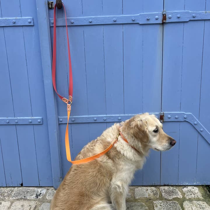 Splash By Happy - Wholesale Pet Collar - Dog - 🌼 Happy Flower 🌼15