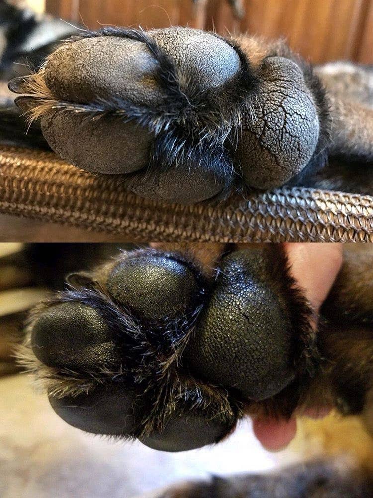 Parker & Co. - Wholesale Pet Paw Protection - Fast-Healing Paw Balm2