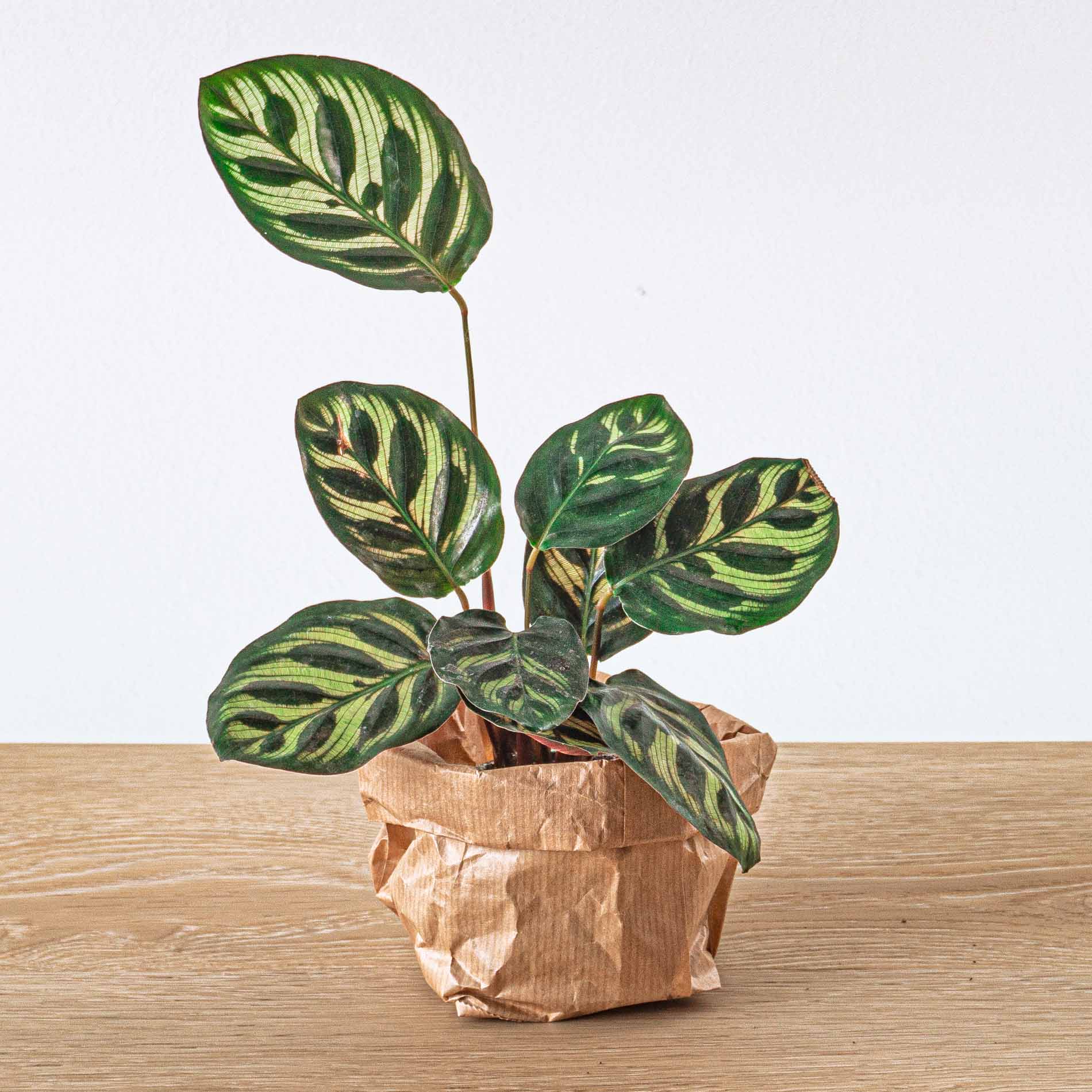 Trendhero.nl/b2b - Wholesale Live Plant - Calathea Makoyana - Peacock plant - Terrarium plant4