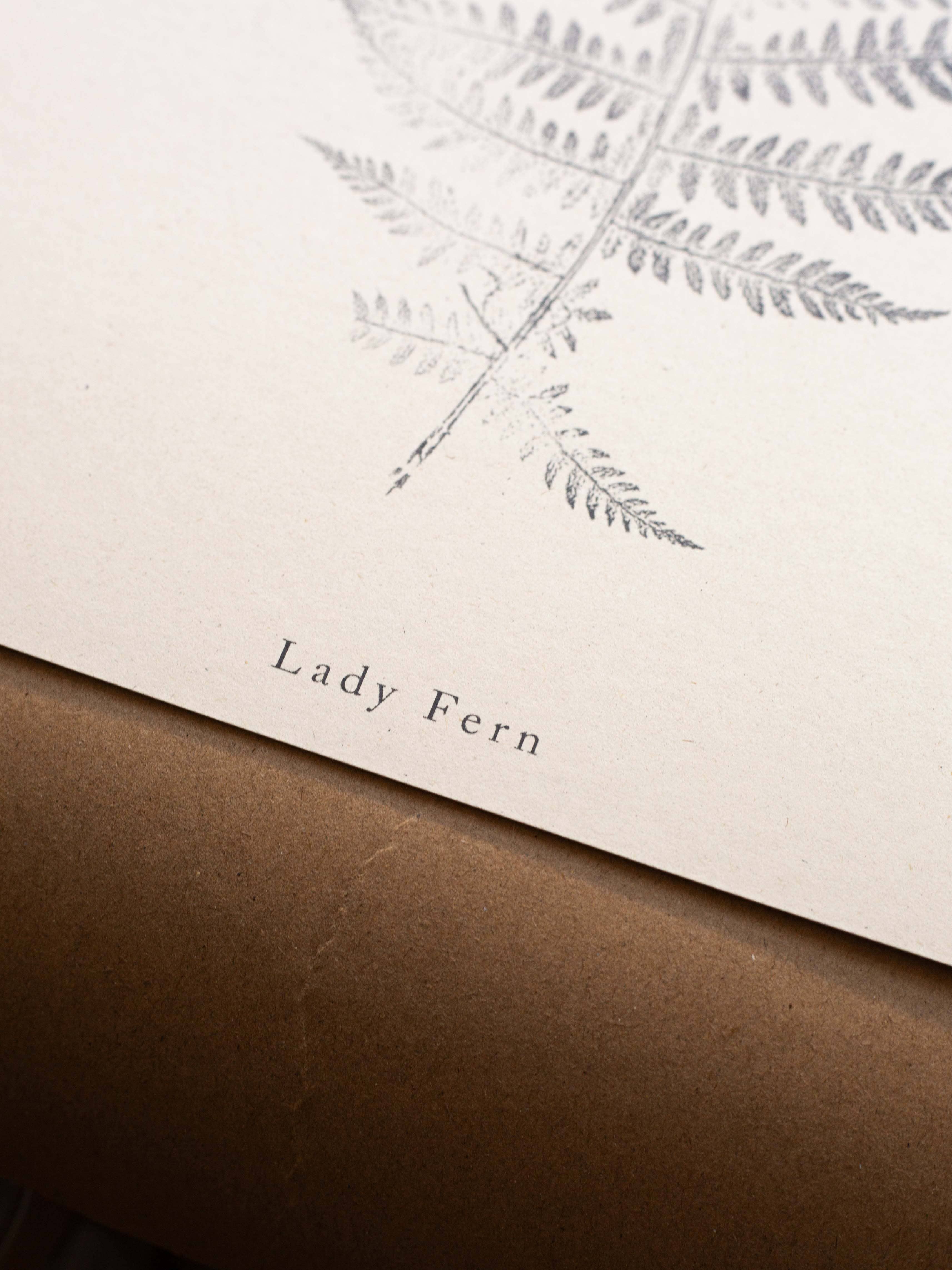Alicia Breakspear - Wholesale Art Print - Fern Print - Botanical Art Print A5 A4 A3 Lady Fern 9