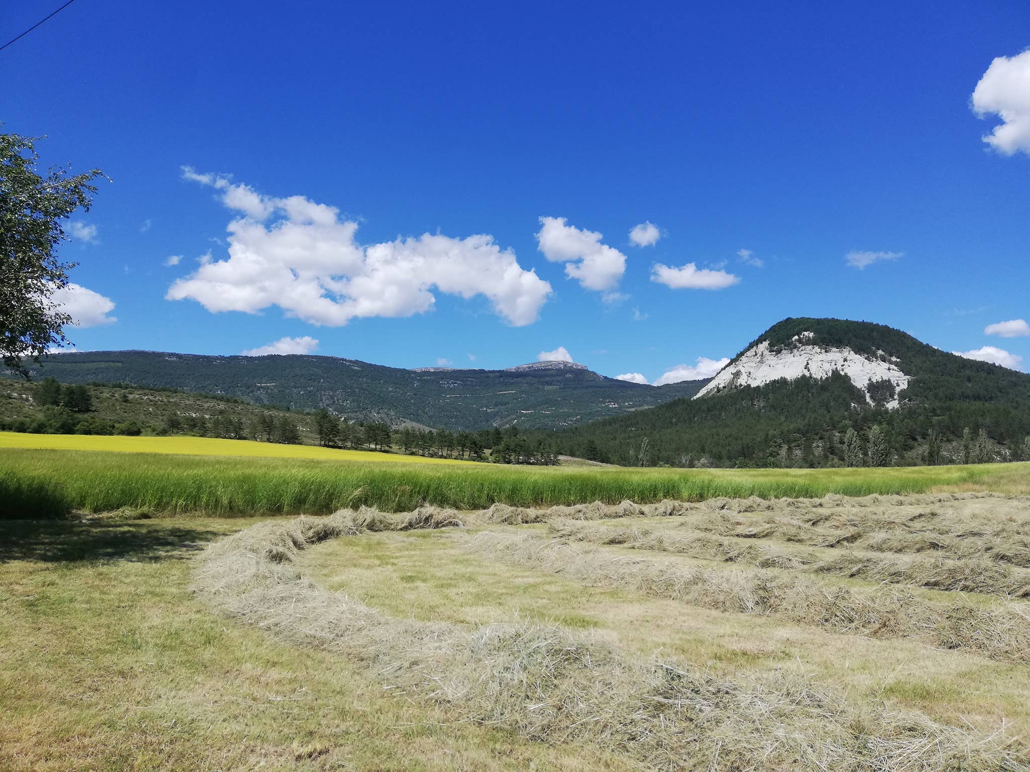 CONSERVES GUINTRAND - Wholesale Preserves - Mont Ventoux small spelt (provençal recipe) PG 314 ml (jar)2