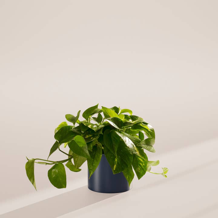 Lively Root - Wholesale Live Plant - Golden Pothos Plant30