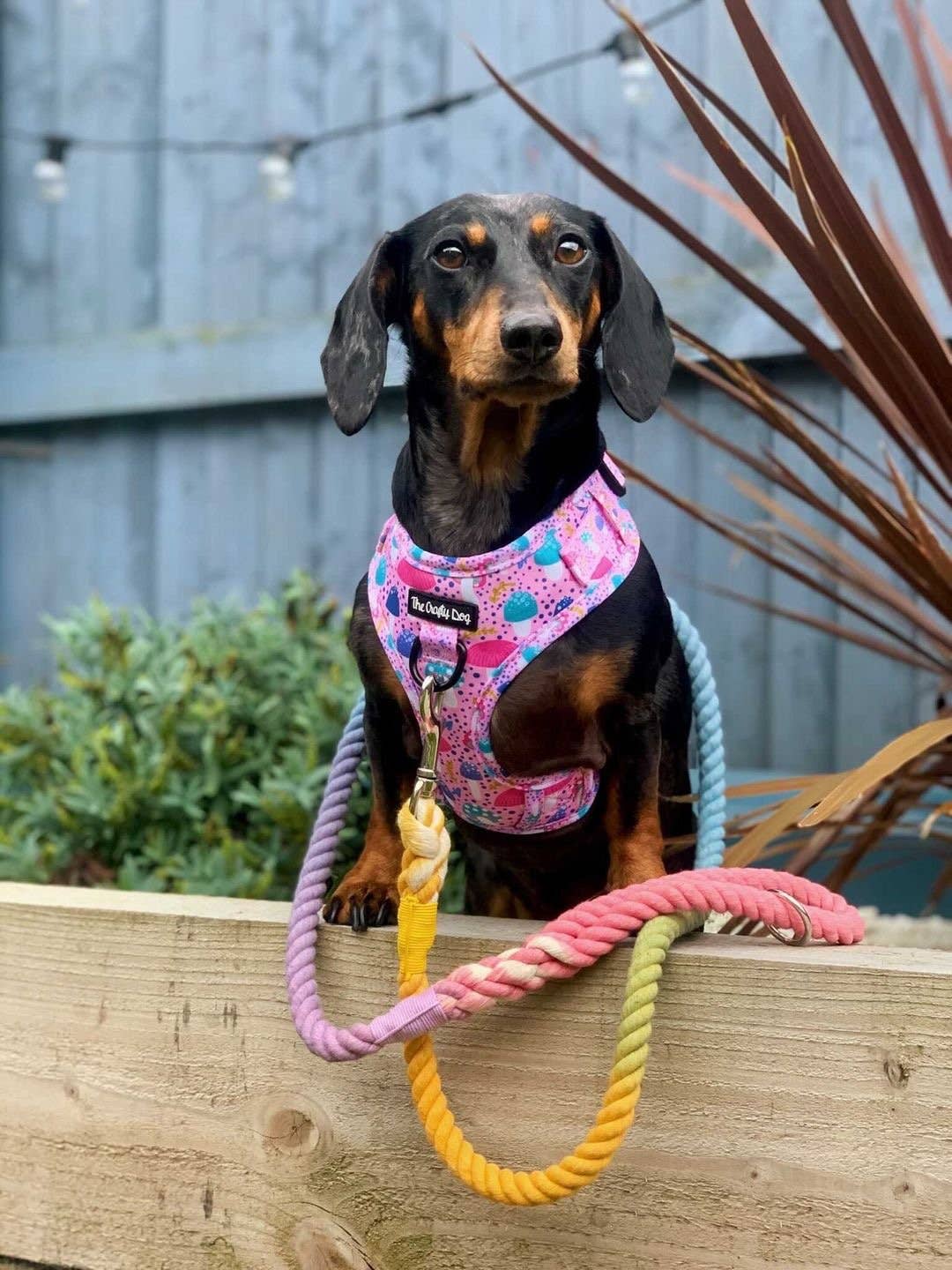 The Crafty Dog Co – Großhandel Haustiergeschirr – Hund – Rougegurt-Geschirr5