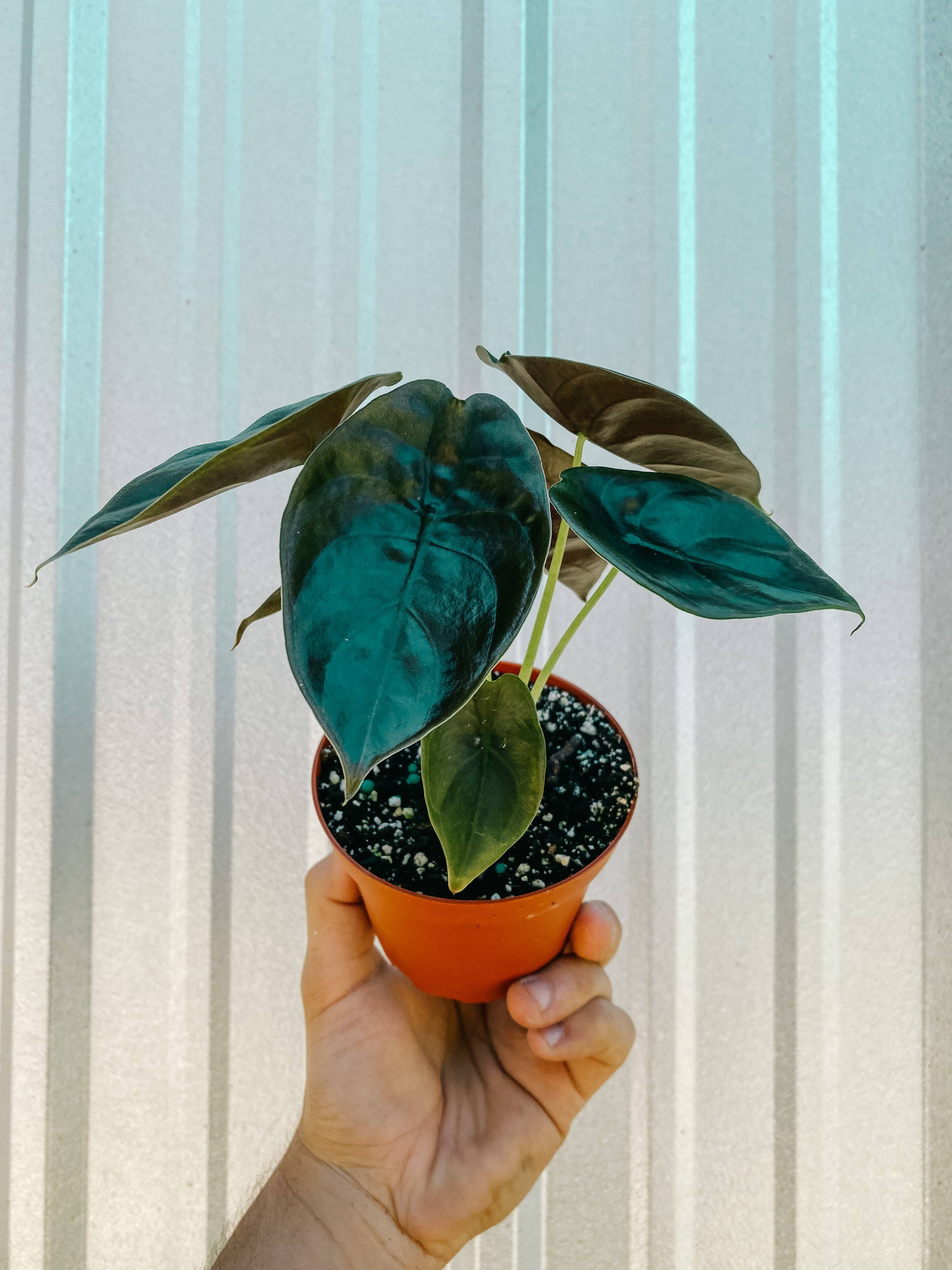 BWH Plant Co - Wholesale Live Plant - 4" Alocasia 'Cuprea'1