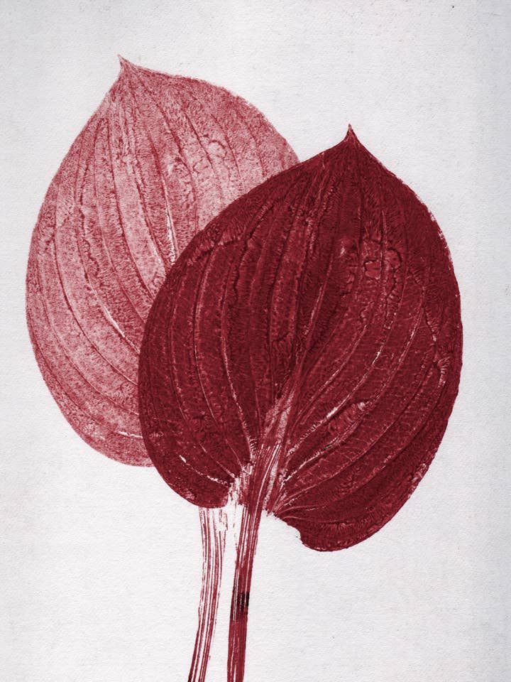 Hosta bordeaux A5 pour la vente par PERNILLE FOLCARELLI