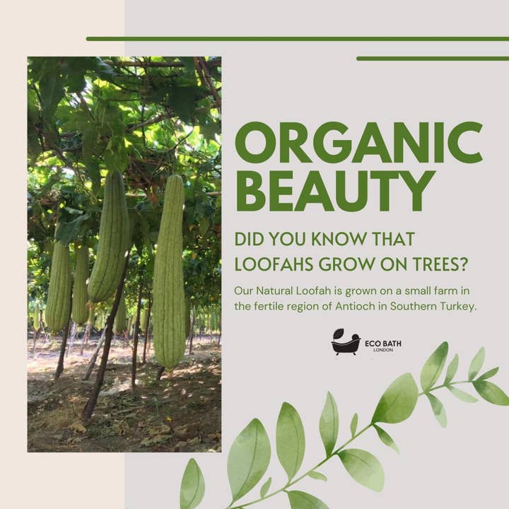 Eco Bath London – Esponja por atacado – Almofadas Esfoliantes Eco Bath London Natural Loofah Face - 6 unidades (1 embalagem)3