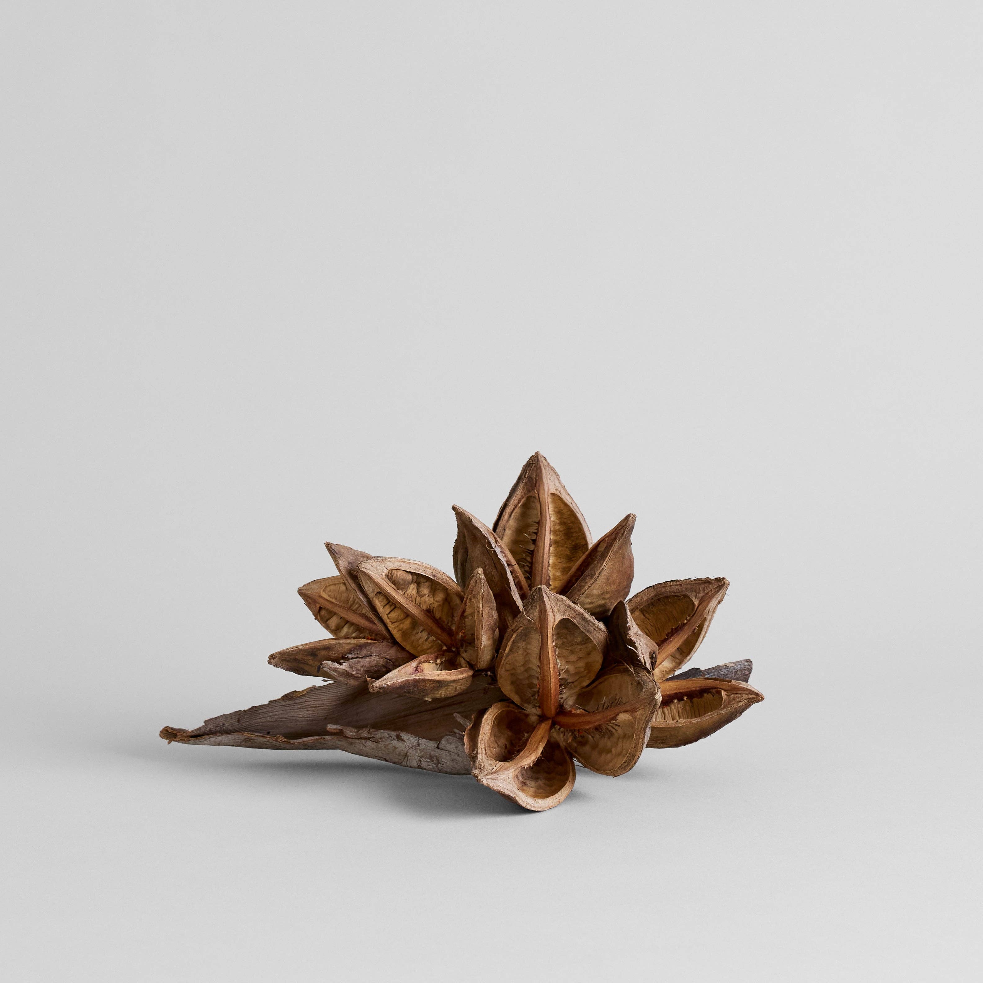 Bloomist - Wholesale Artificial Flowers - Dried Natural Star Pods0