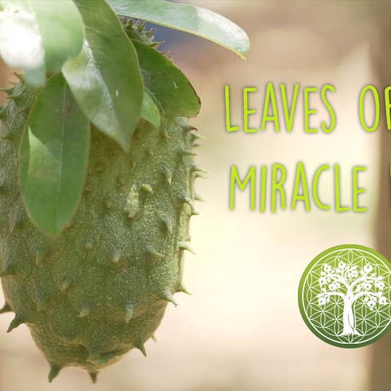 Ancient Purity - Wholesale Loose tea - Soursop Leaves - 20g | Whole un-crushed | Grown in Thailand6