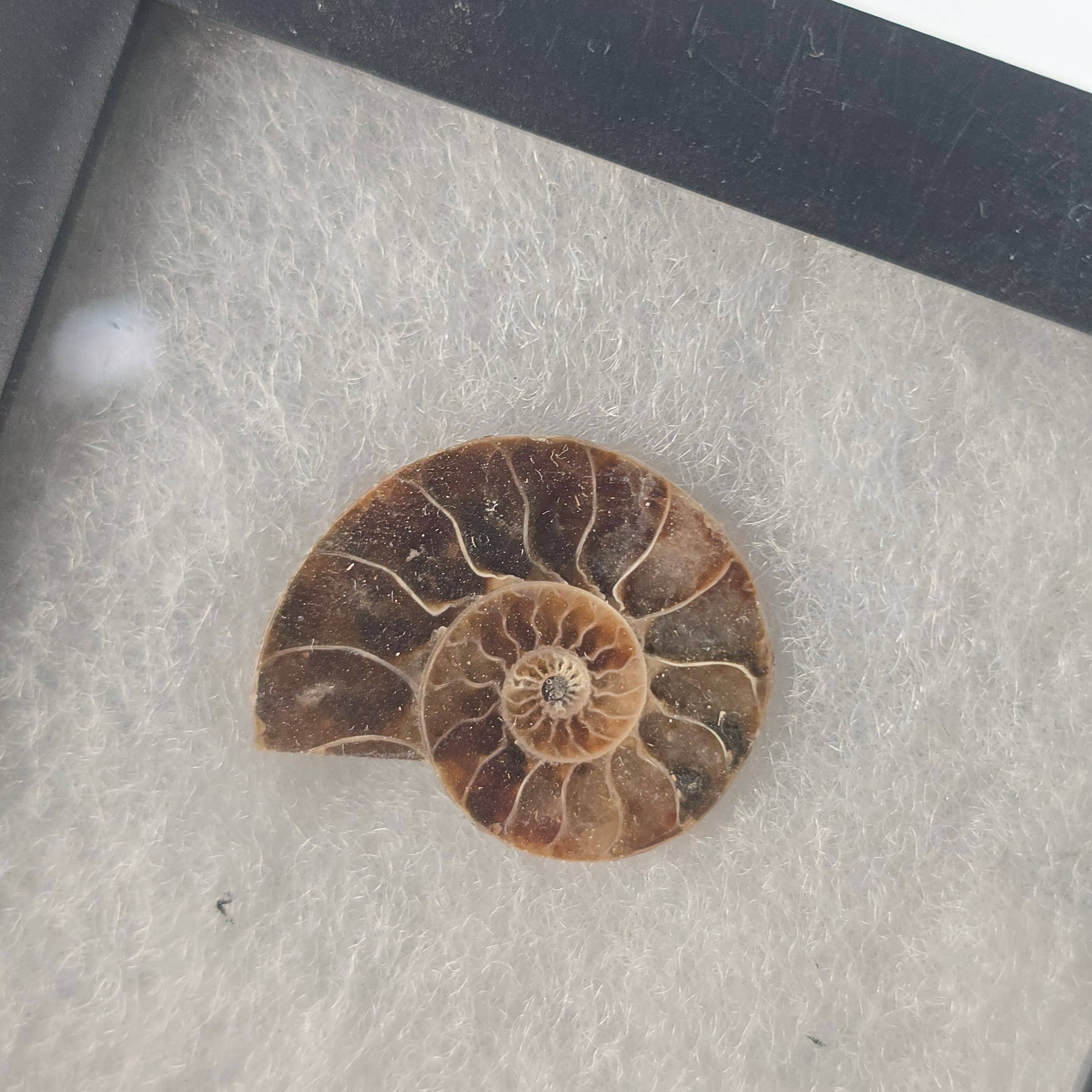 Aquamarine Daydream Wholesale - Wholesale Spiritual Stone/Crystal - Ammonite Riker Box ~ Fossil Specimen ~ Crystals & Minerals4