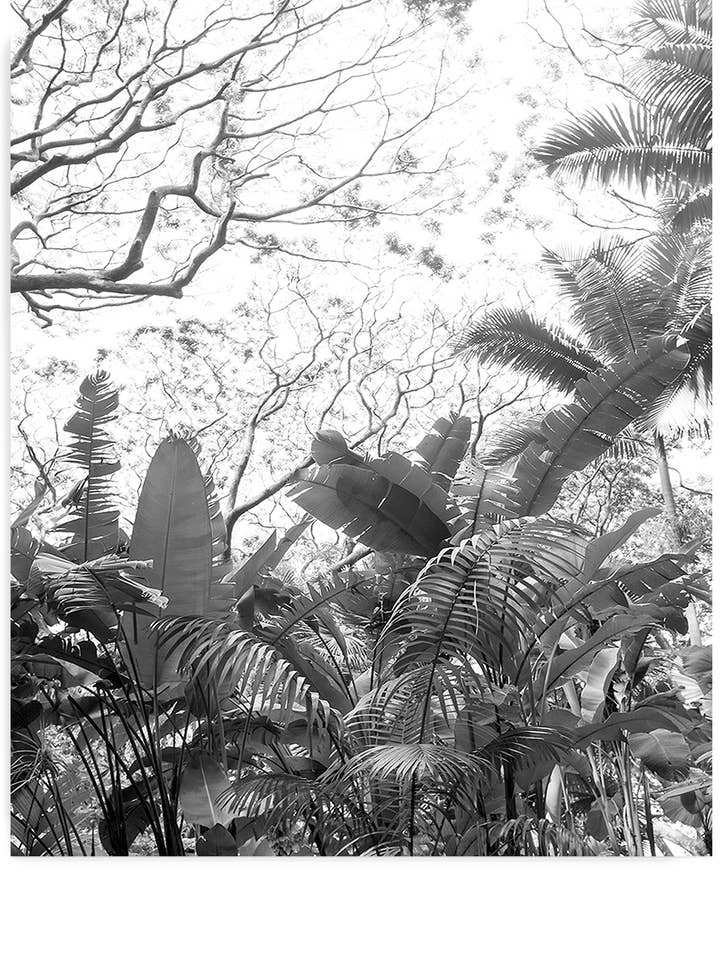 Selva tropical No. 2 para venta al por mayor de Wilder California