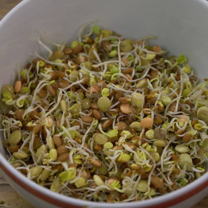 Sprouting Seed - Spicy Lentil Blend, ORGANIC for wholesale by Sow True Seed