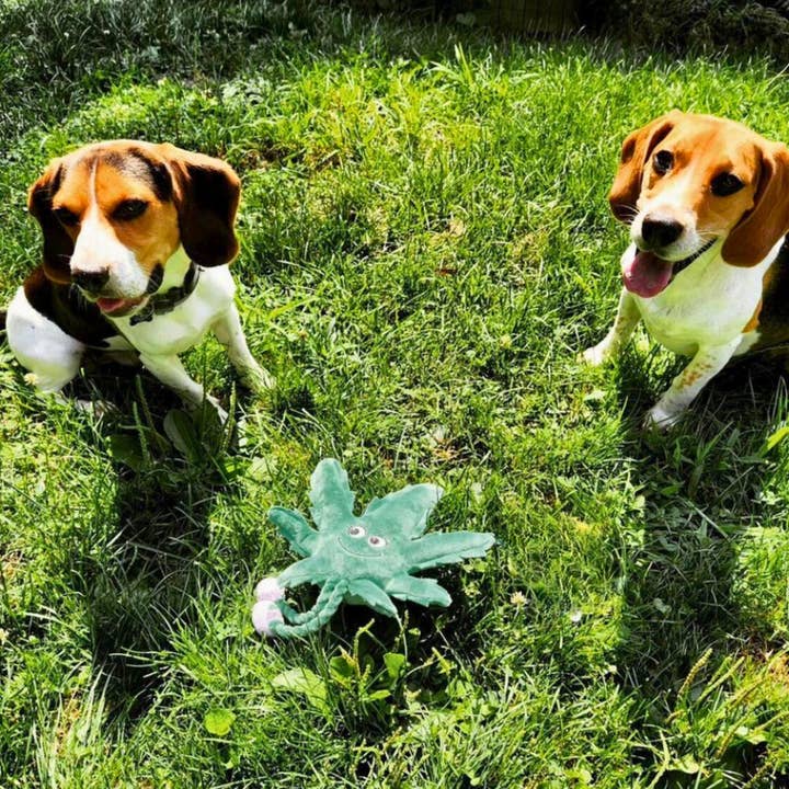 PAW:20 - Wholesale Pet Squeaky Toy - Dog - My Name is Mary Jane the Weed Leaf, Parody Marijuana Dog Toy15