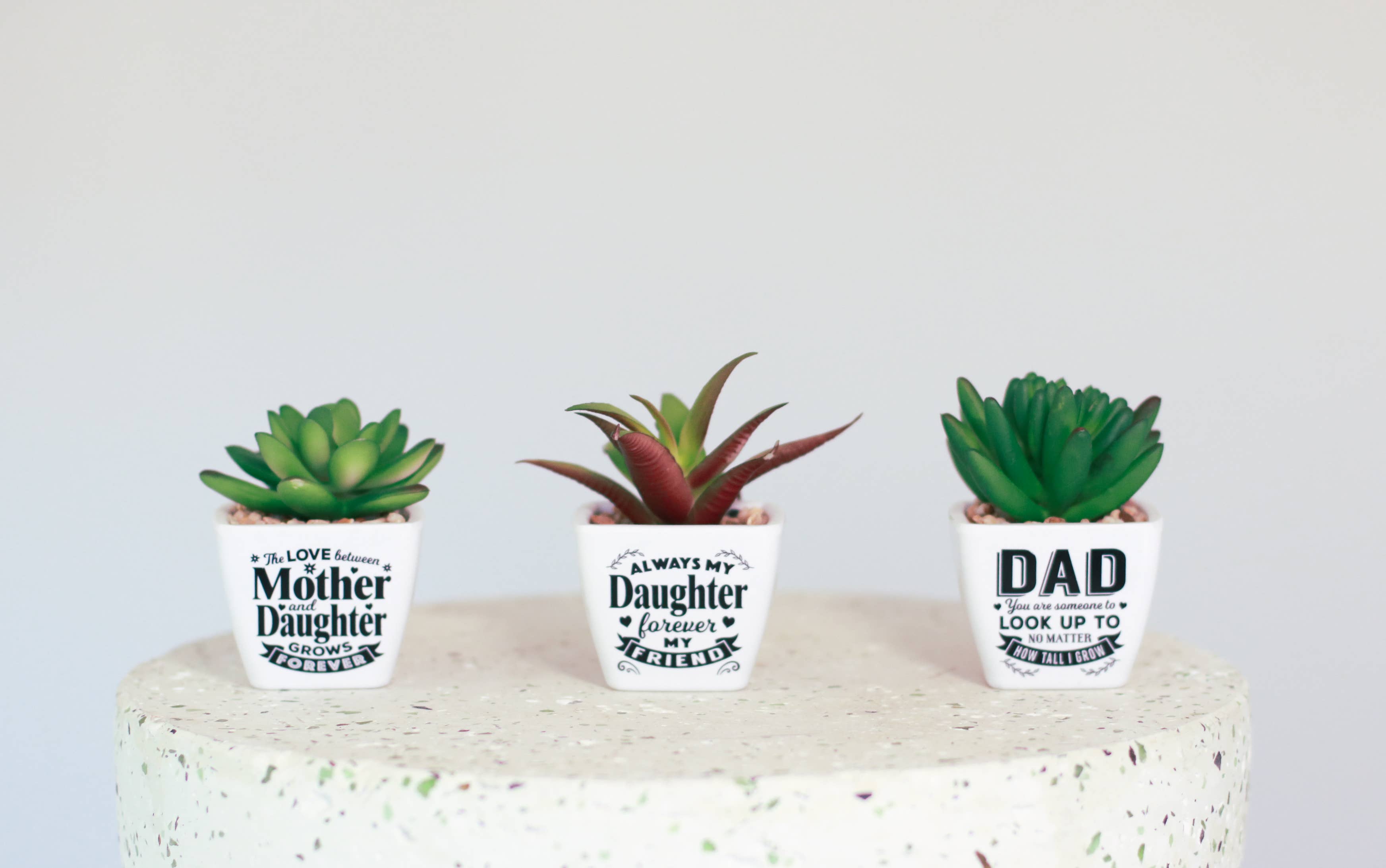 The H&H Group - Wholesale Succulent - Sentiment Succulent - The World1