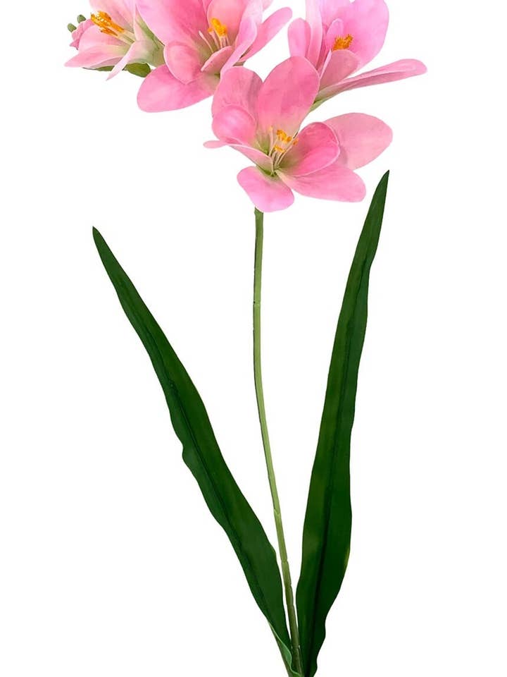 R.Freshia T.Nat Pink 64cm (14) for wholesale by Aguilar Málaga