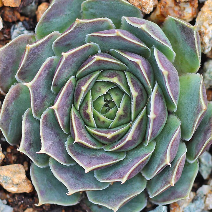 Sempervivum heuffelii 'Perfection' - Pot de culture de 2 pouces pour la vente par Best Plant Friend