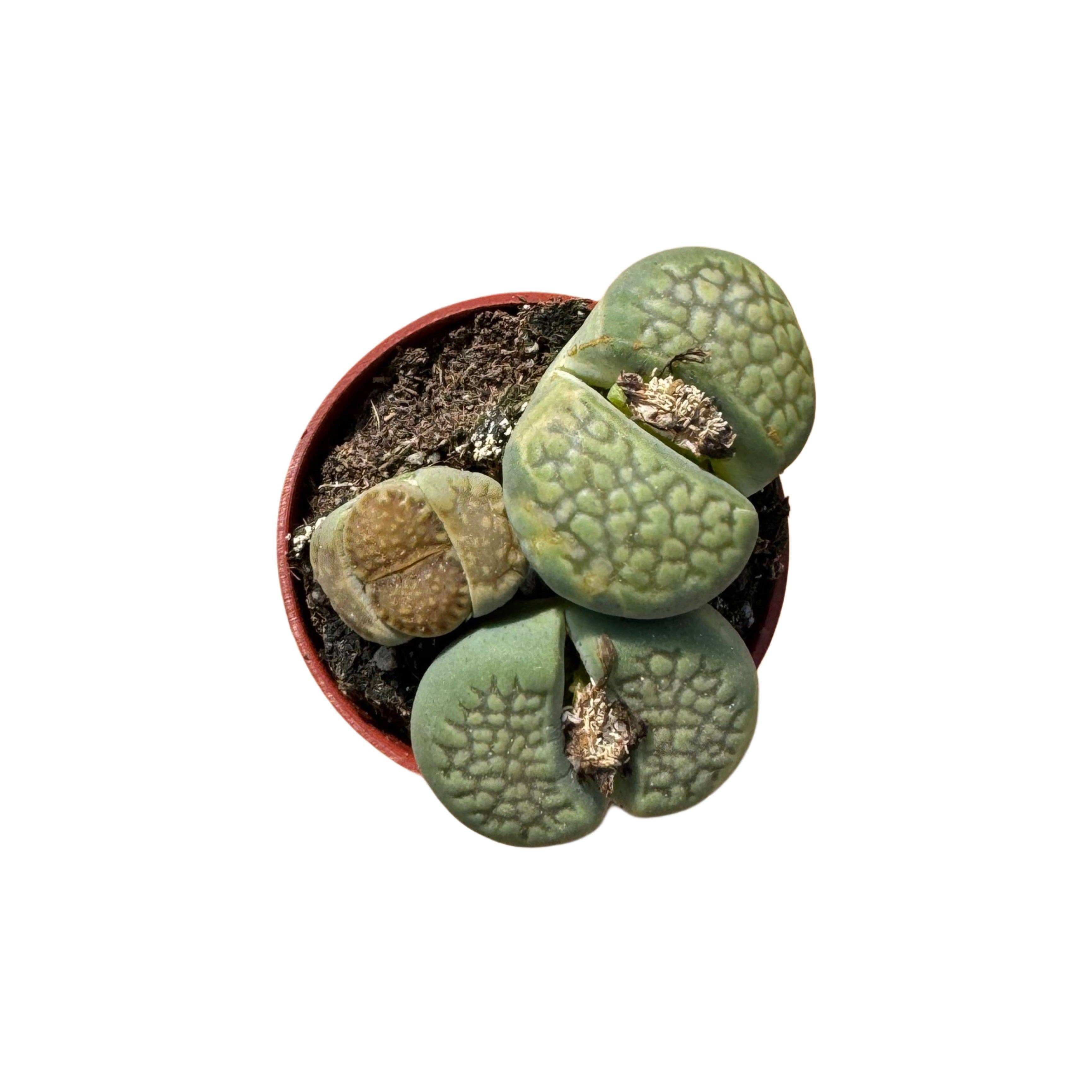 Succulent Wholesale - Wholesale Succulent - Lithops | 1.5 inch0