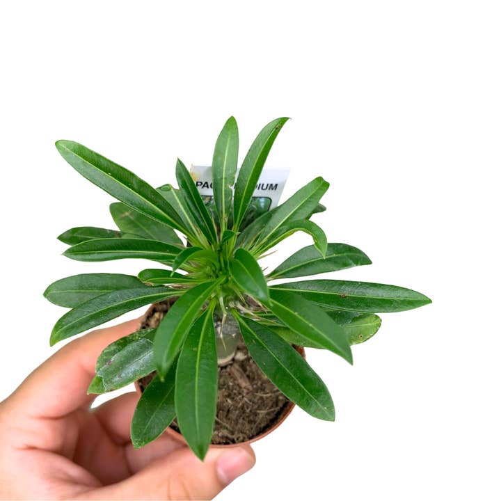 Flow State - Wholesale Live Plant - 2" Pachypodium Lamerei – Wholesale Live Plant