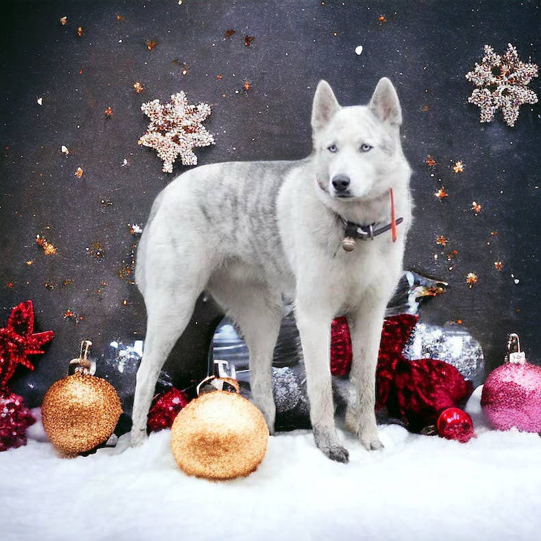 New England Bells - Wholesale Pet Collar - Dog - Dog Collar Bell Set, 30 #2 sized Bells with a Display Box8