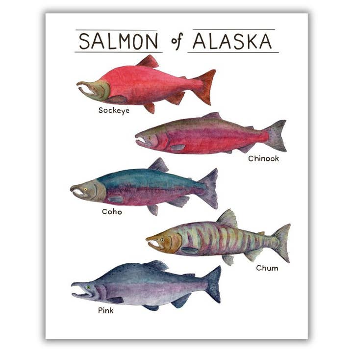 Stampa artistica Salmon of Alaska per la vendita all'ingrosso da parte di Tiny Nest Studio