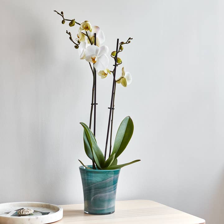 Ivyline - Wholesale Plant Pot - Flared, Recycled Glass Orchid Planter