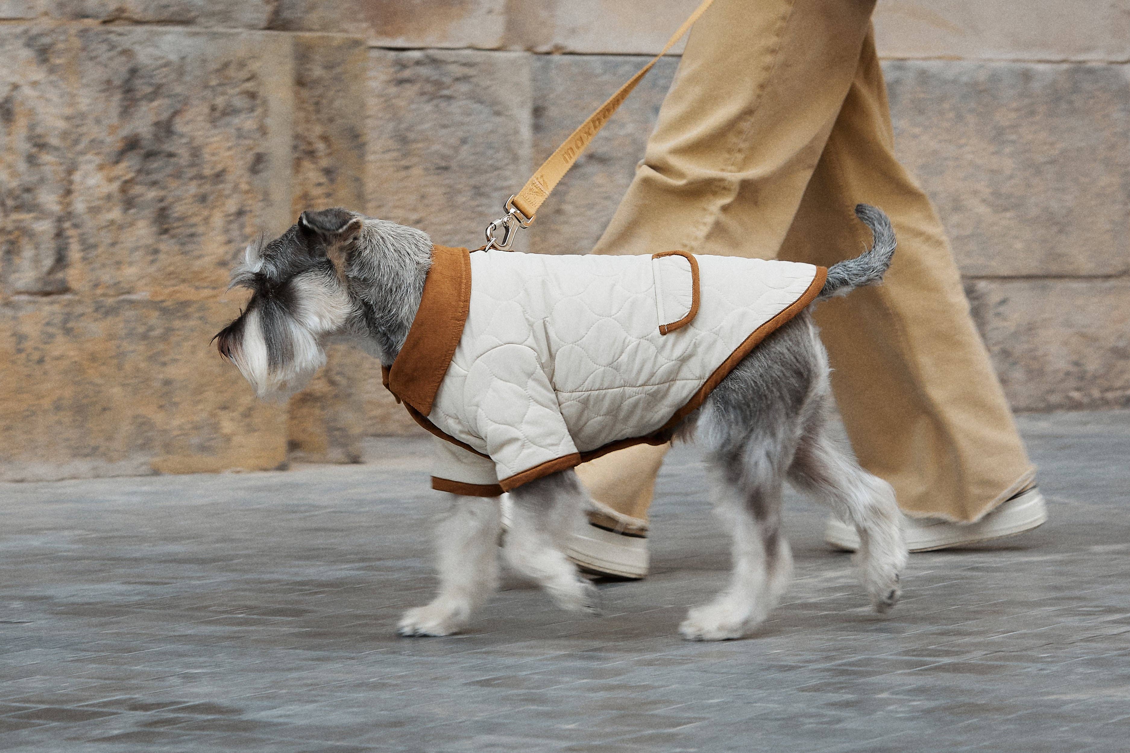 ARISTOPET – wholesale Hundjacka - Hund – Spencer-jacka för husdjur med vaddering och stilren design12