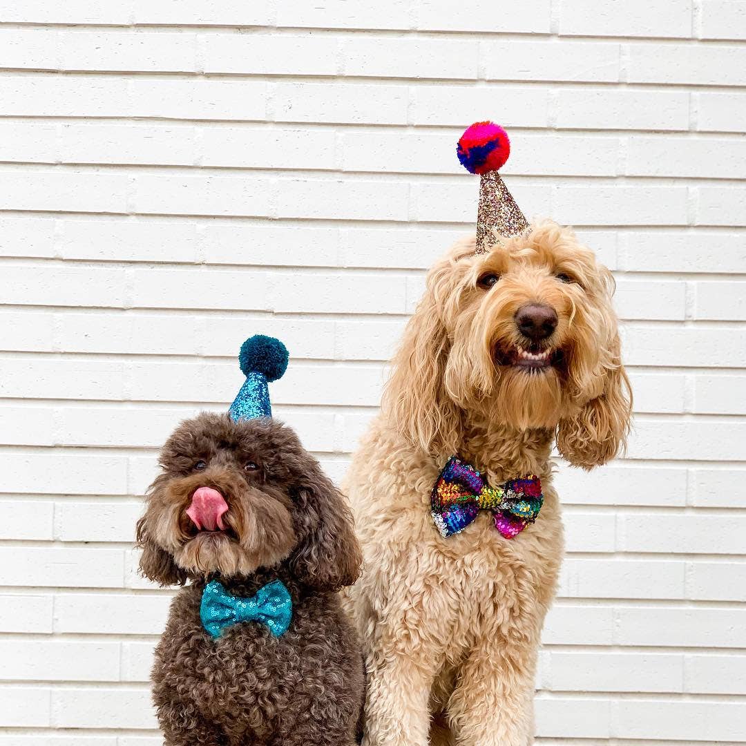 Little Blue Olive – wholesale Pet hat – Dog – FUN PARTY HATS!! - Large 1