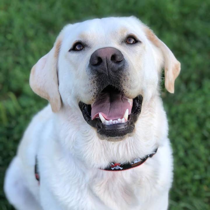 Up Country, Inc. – coleira - Cão por atacado – Coleira Pirata para Cães1