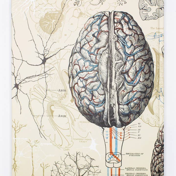 Cognitive Surplus - Wholesale Notebook - Brain & Neuroscience Lab Notebook (Case of 6)
