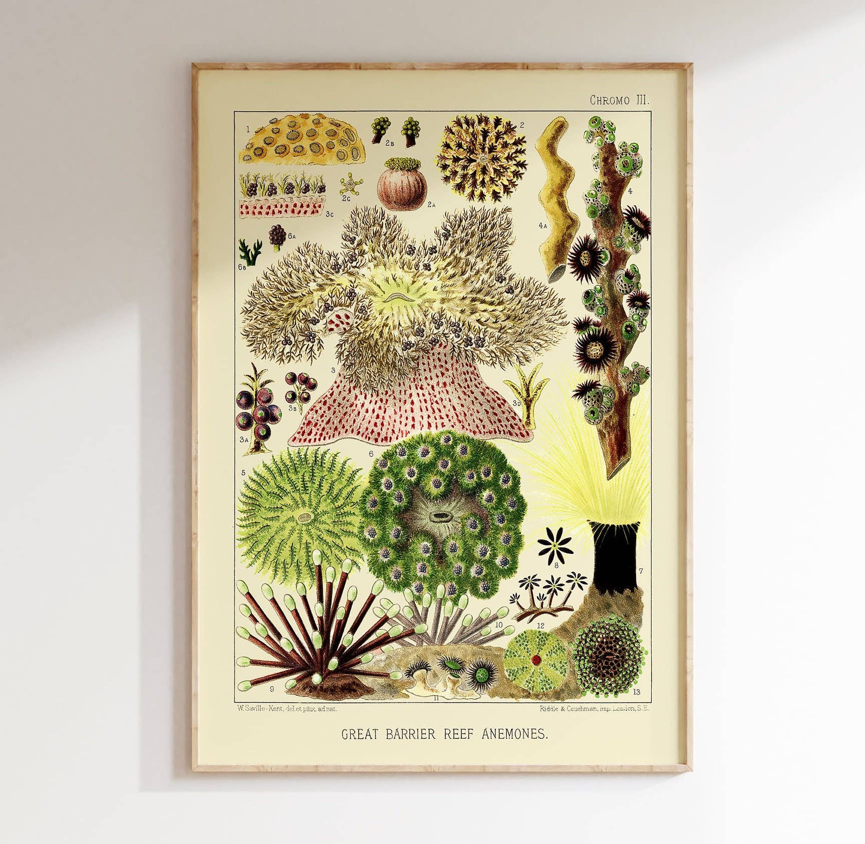 Vintage Wall Graphics - Wholesale Poster - Great Barrier Reef Sea Life Print - Vintage 1893 Artwork0