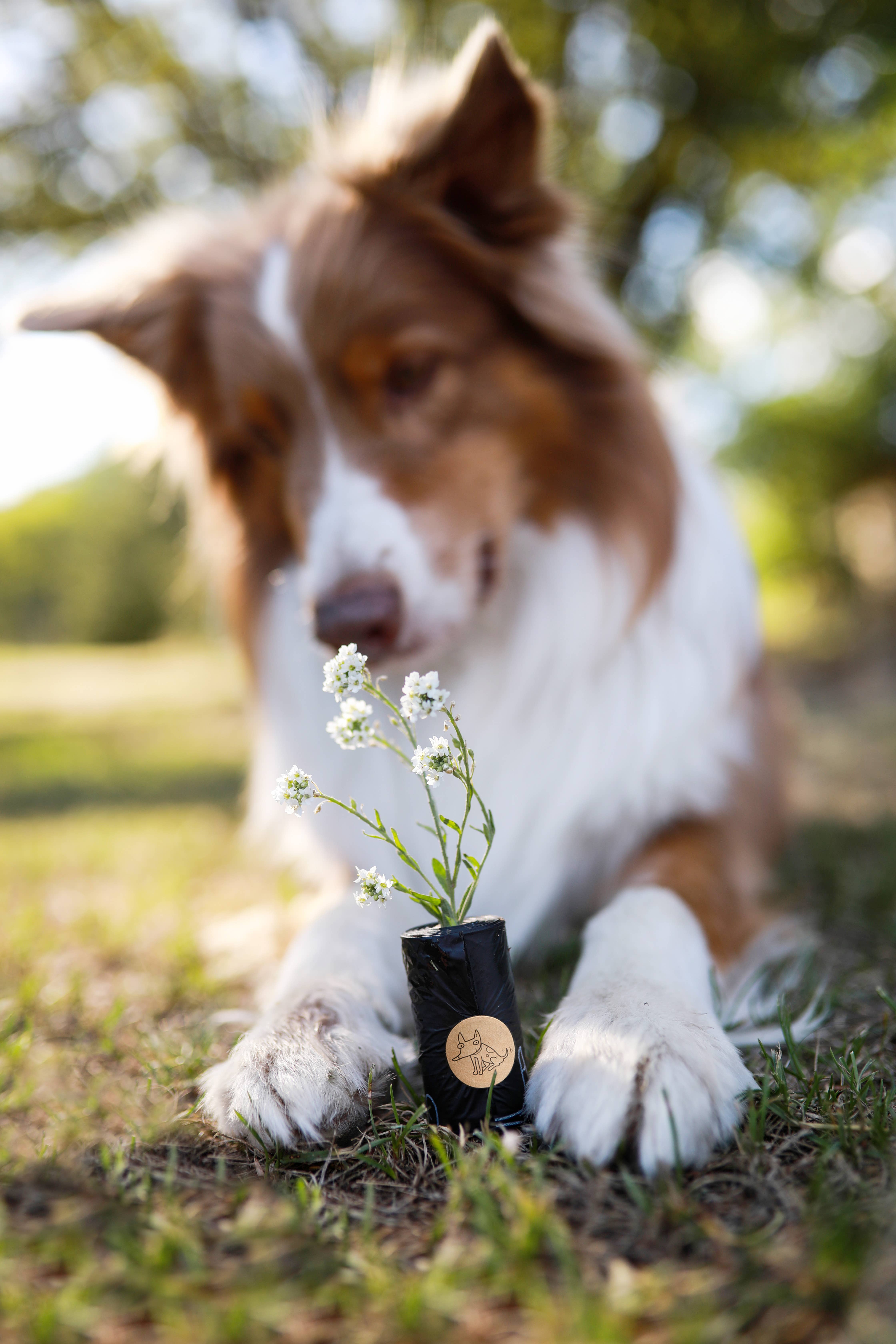 The Sustainable People - Wholesale Pet Poop Bag - Biodegradable Dog Poop Bags (200 loose rolls)8