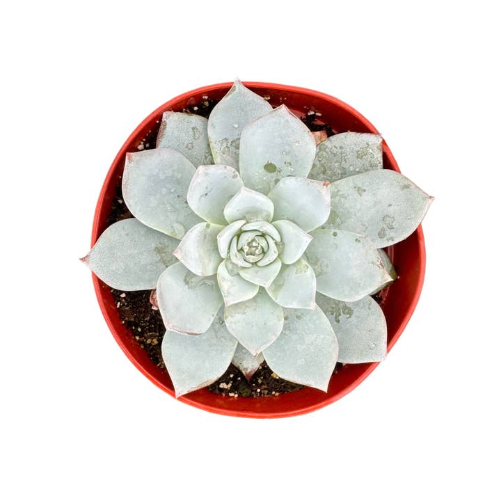 Succulent Wholesale - Wholesale Succulent - Echeveria Peacockii