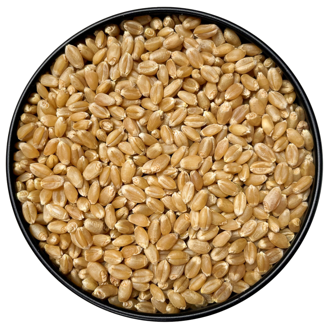 Storehouse Foods - Wholesale Bread Mix - Hard White Spring Wheat Berries2