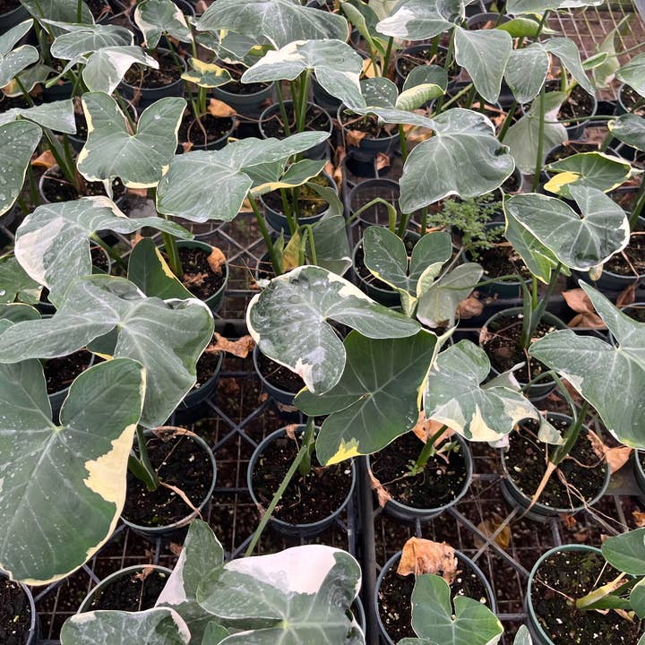 Succulents & Such, Inc. - Wholesale Live Plant - 4" Alocasia "Mickey Mouse" Live Plant 2