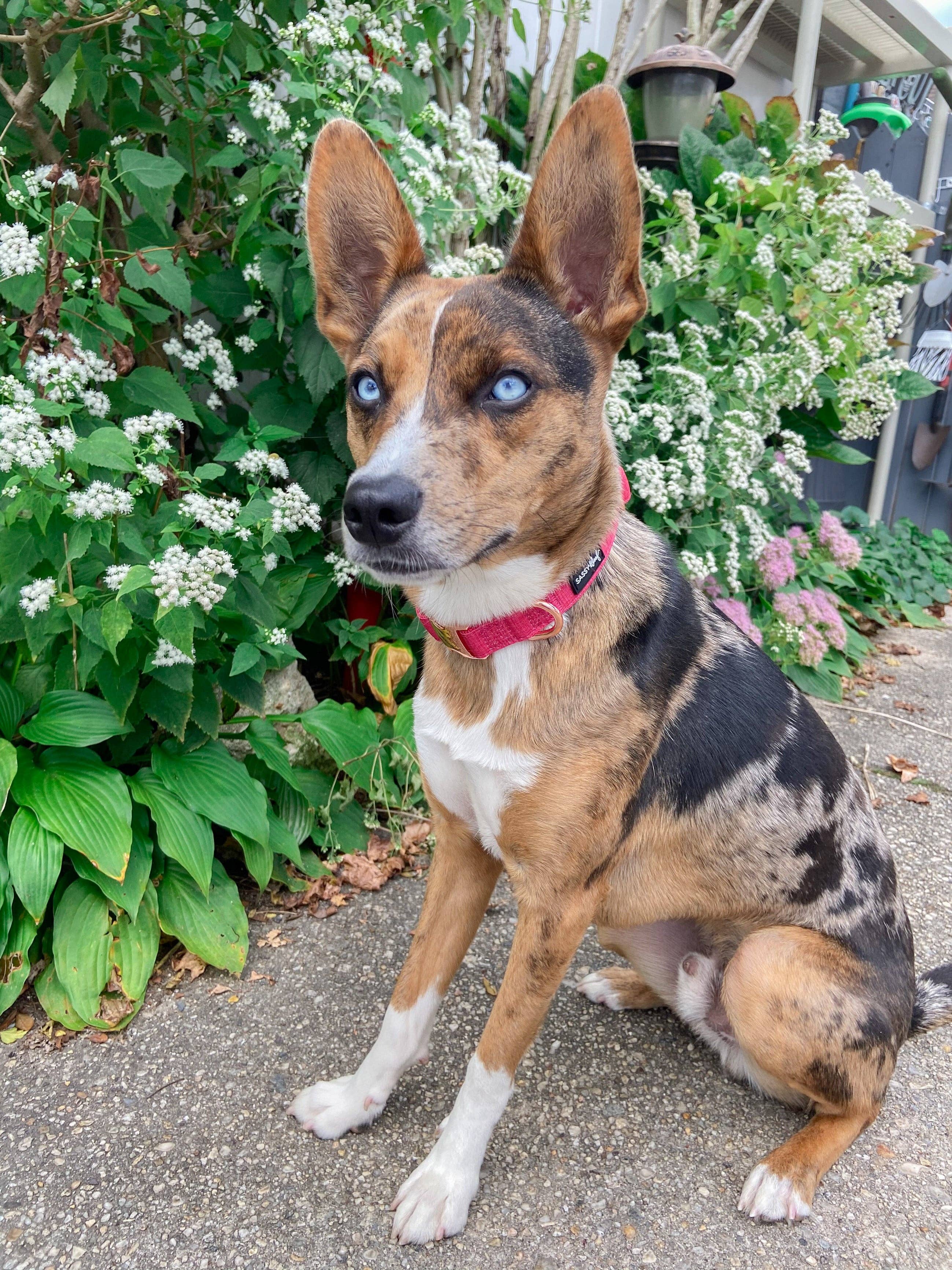 SASSY WOOF - Wholesale Pet Collar - Dog - Dog Collar - Merlot5