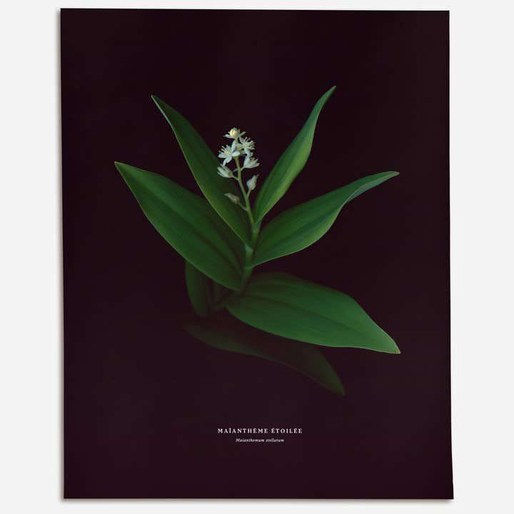 Starflower – No.1 (Maianthemum stellatum) for wholesale by Raoul & Simone