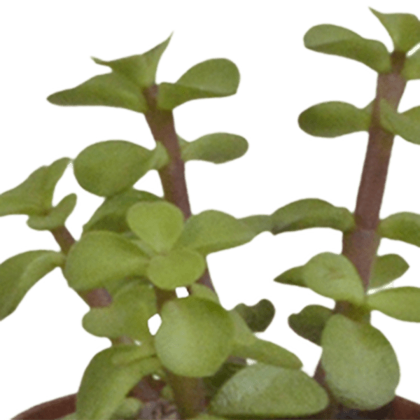 Oasis of Life – wholesale Succulent – Succulent Mix – 5 Plants – Ø5.5cm – Colorful Indoor Plant Mix – Easy-care & Decorative Mini Succulents Directly from the Grower5