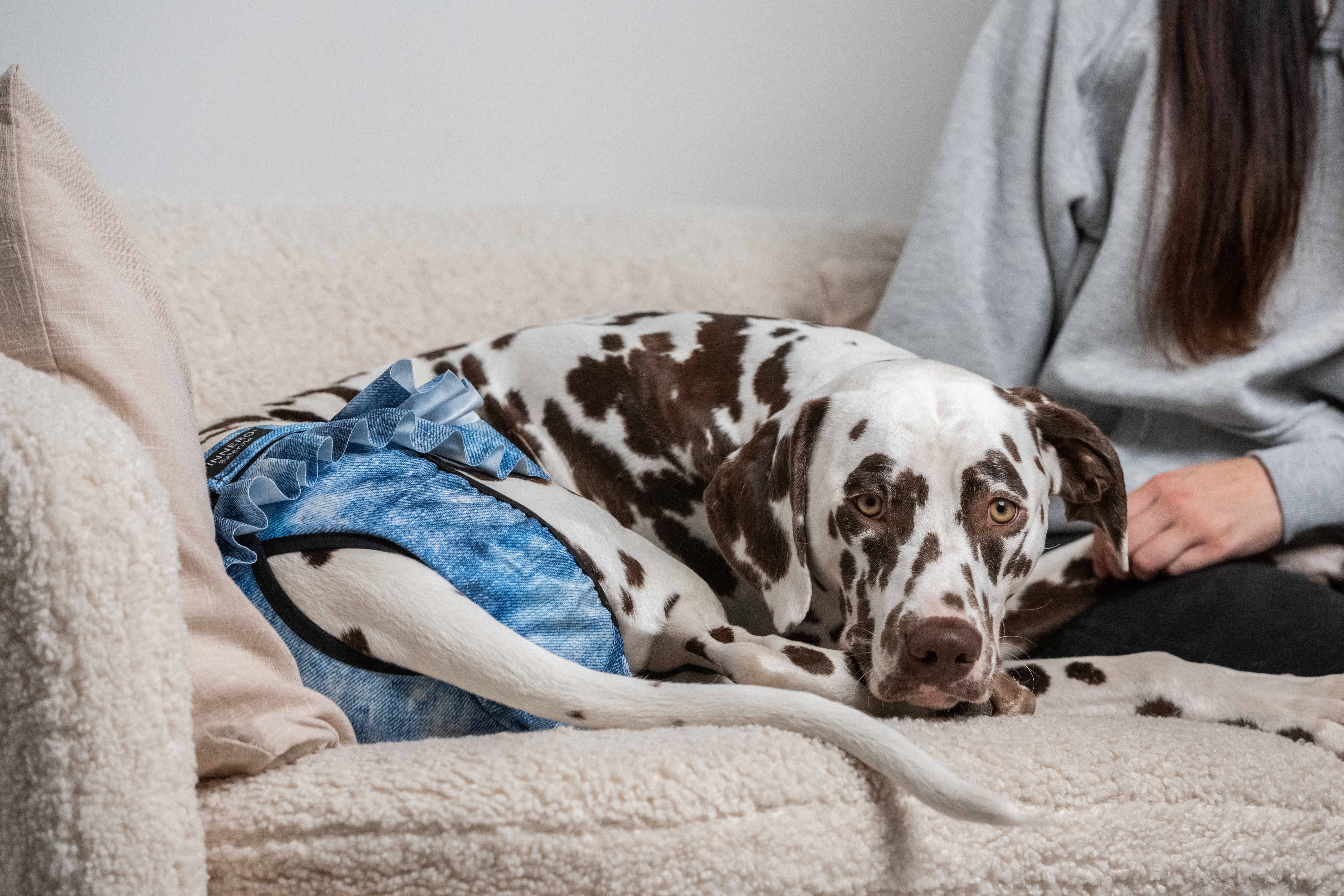 FINNERO – wholesale Husdjursblöja - Hund – FINNERO Ballerina hundhygienbyxor, 5 färger, tvättbara23