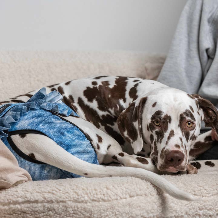 FINNERO – Engroshandel Bleer til kæledyr - Hund – FINNERO ballerina hundehygiejnebukser, 5 farver, vaskbare23