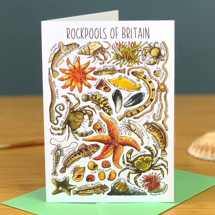 Rockpools of Britain Art Blank Greeting Card for wholesale by Alexia Claire Ltd