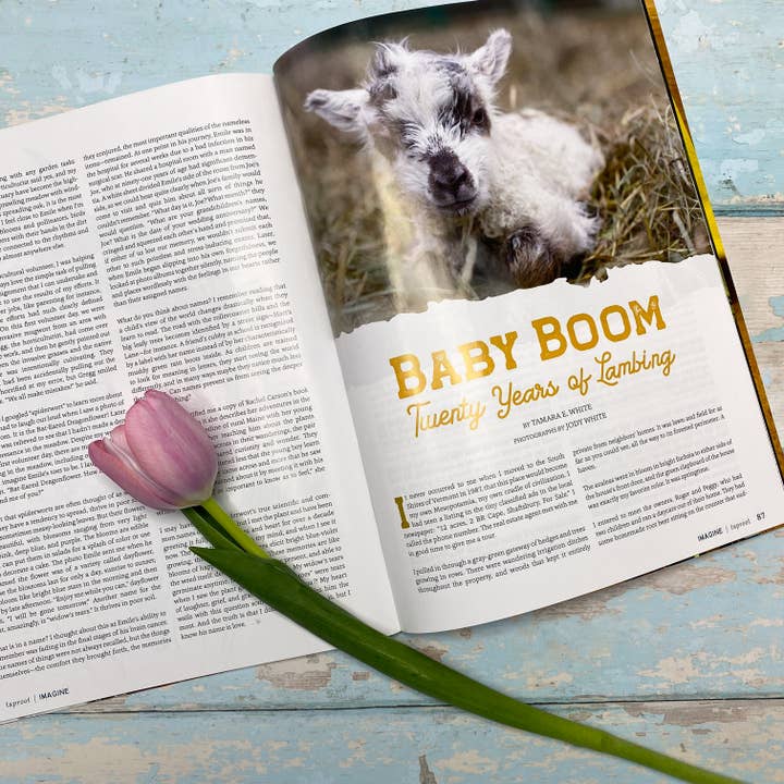 Taproot – Großhandel Zeitschrift – Taproot Magazine - Ausgabe 51: Stell dir vor4