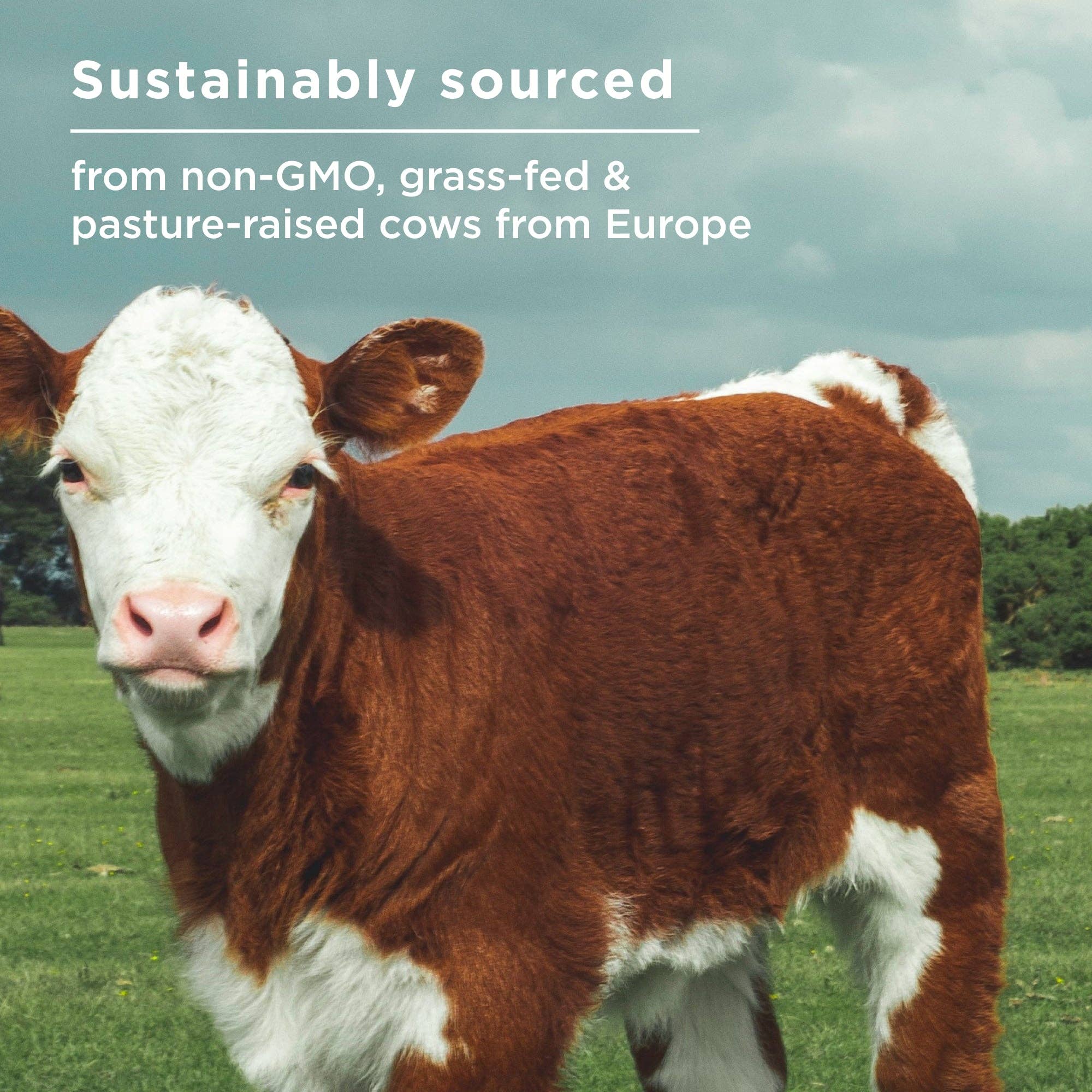 Noir Protéine de Bouillon d'Os | Poudre Caramel Salé (20 Portions) en vente sur Faire4