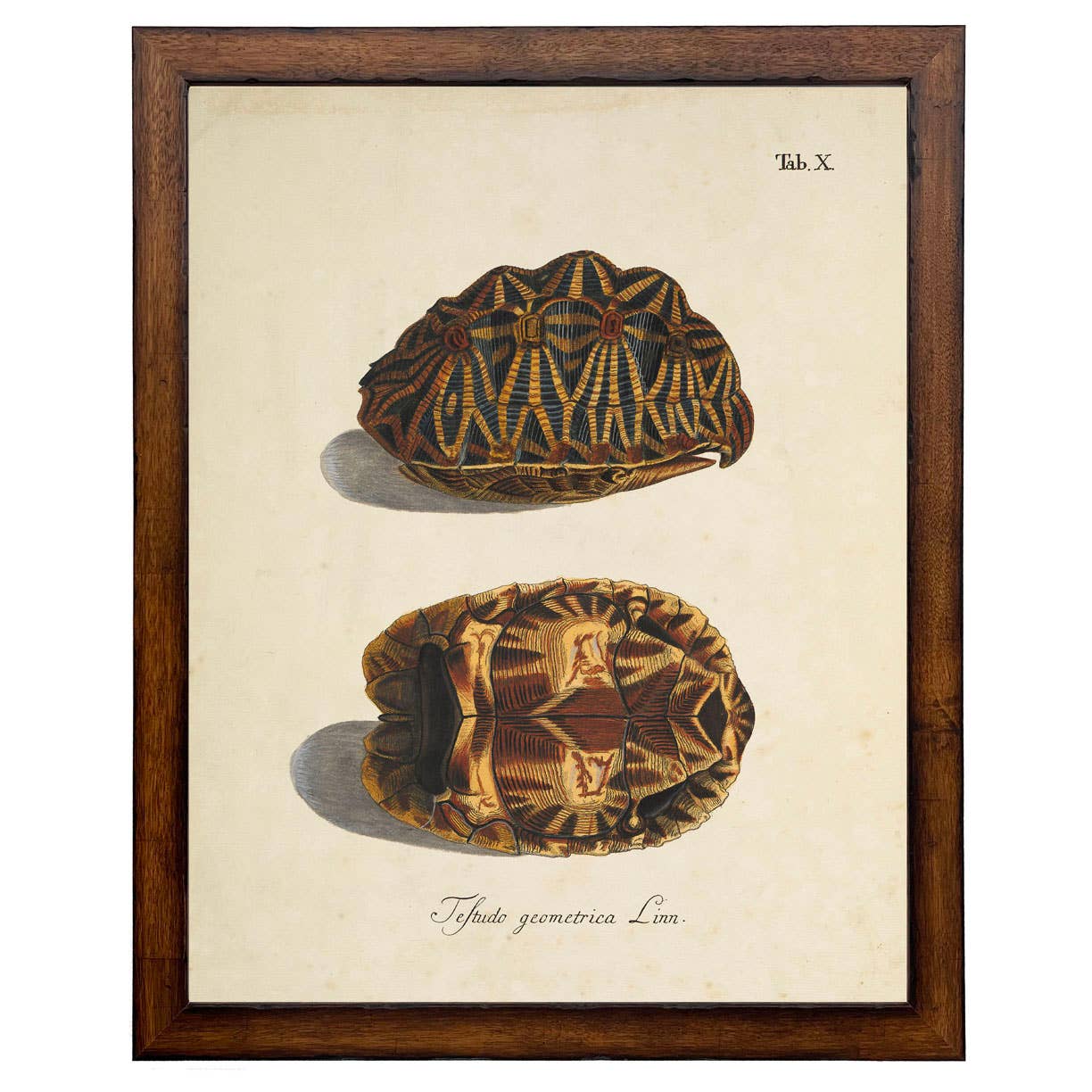Antique Curiosities Inc - Wholesale Art Print - Framed vintage turtle shell bookplate A0