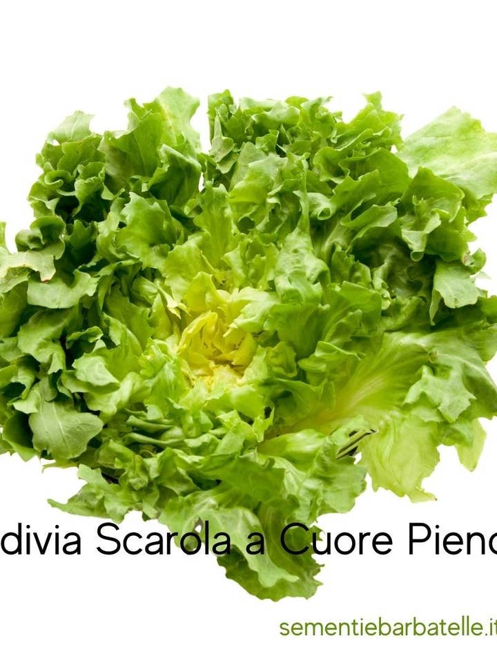 Stuffed Escarole Hearts for wholesale by Sementi & Barbatelle