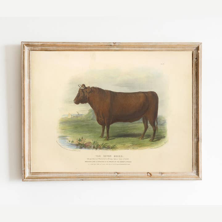 Sea to Skye - Wholesale Art Print - English Devon Bull Antique Art Print3