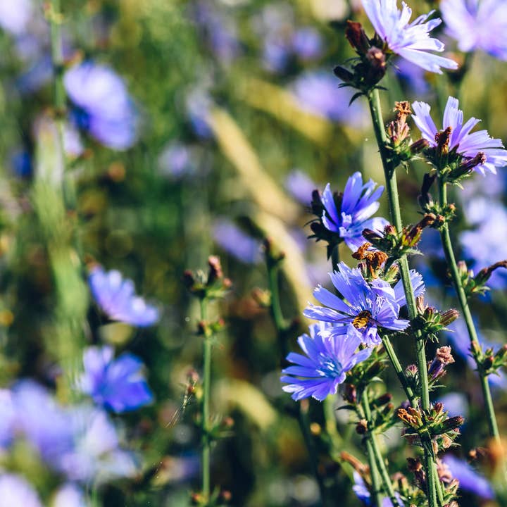 Kootenay Wildcrafting Co - Wholesale Health/detox tea - Earthkeeper's Brew: Herbal Chaga Mocha (caffeine-free; sugar-free; dairy-free)4