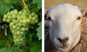 MAGIU SRL - Wholesale White Wine - Pecorino Terre di Chieti IGT7