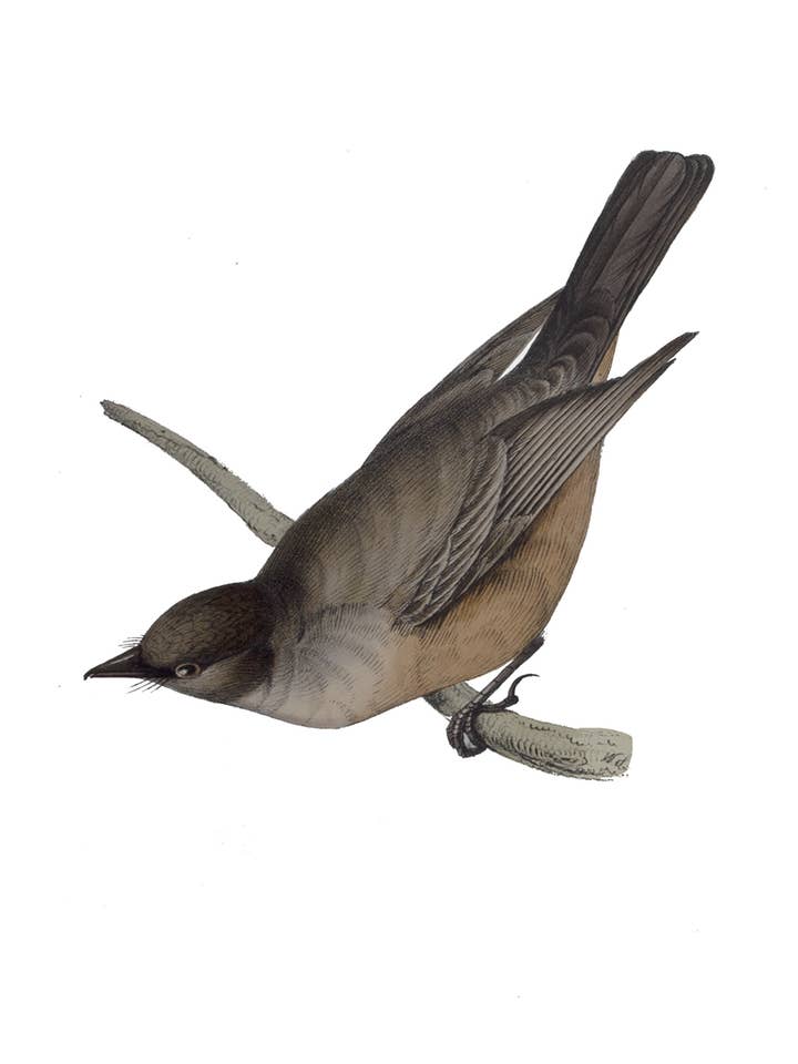 Flycatcher-Antique Print for wholesale by Something To Write Home About